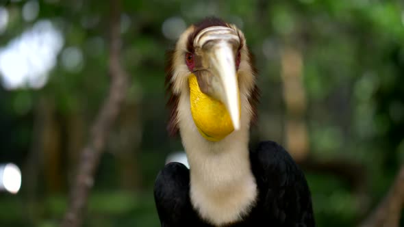 Portrait of Colorful Southeast Asian Bar-pouched Wreathed Hornbills. FHD, 