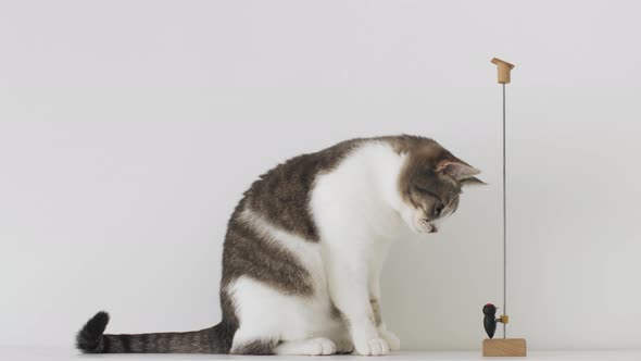 Cute White Cat Playing with Wooden Toy on a White Background in Slow Motion