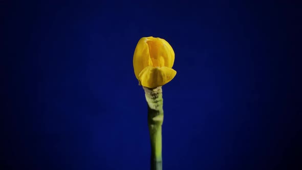 Yellow Flower Blooms on Blue Background
