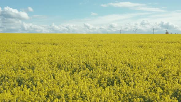 Rapeseed is Grown for the Production of Animal Feed Edible Vegetable Oils and Biodiesel