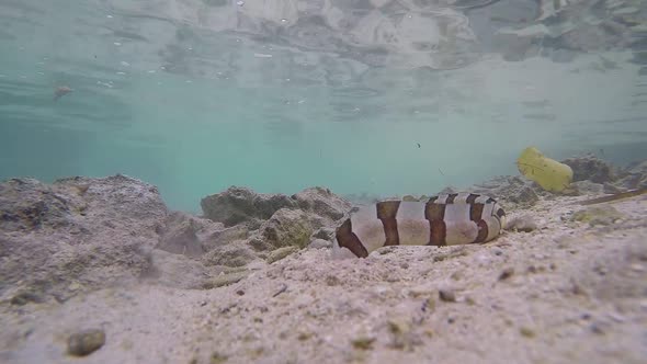 A poisonous banded sea snake hunting through tropical water looking for its prey to eat.