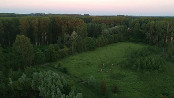 Flock of cows grazing in meadow surrounded by dense forest, aerial evening view