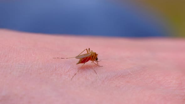 Mosquito Blood Sucking on Human Skin