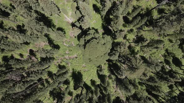 Big Sequoia Wild Forest 