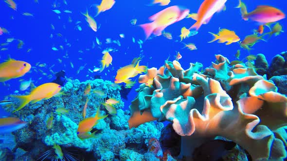 Underwater Tropical Corals Reef