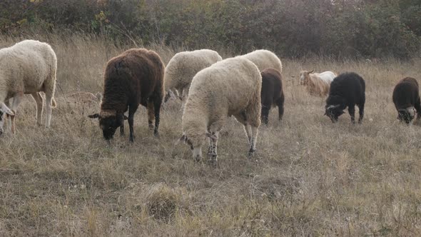 In the field Ovis aries domesticated mammals 4K 2160p 30fps UltraHD footage - Mixed color  flock of 