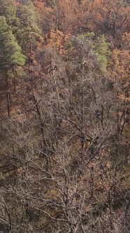 Vertical Video of a Beautiful Forest in the Afternoon Aerial View