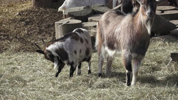 Herd of goats. A number of domestic goats walking 