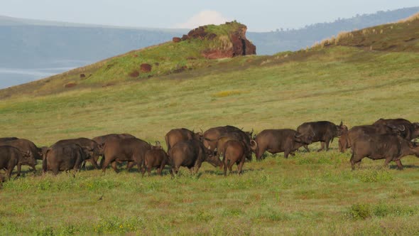 Buffalos walking up the hill in Ngorongoro crater Tanzania