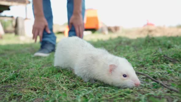 The Albino White Ferret Was Released By a Farmer and He Runs Through Green Grass and Amusingly
