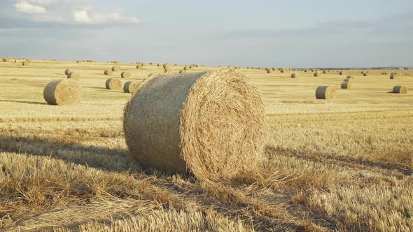 Haystacks Background on Wheat Field with Bright Clear Sky in Summer Day