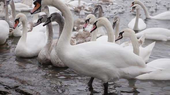 Slow motion feeding of swans with  other birds Vltava river in  capital of Czechia 1920X1080 HD foot