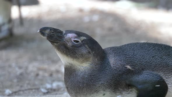 Close up of cute Magellanic Penguin sleeping outdoors in nature during sunny day - Sleepy sweet genu