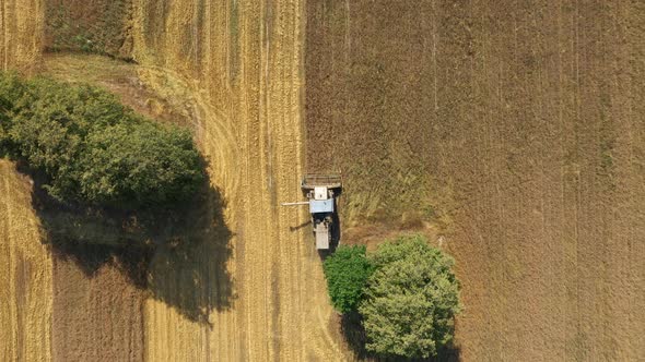 Combine Harvester Collecting Ripe Wheat Grain In Agricultural Field At Summer