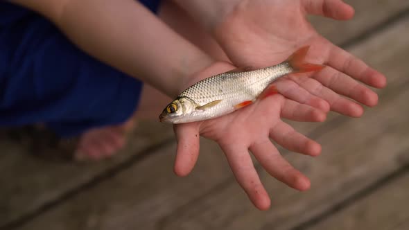 Young Fisherman Catch a Fish Rudd at the Lake on a Summer Day