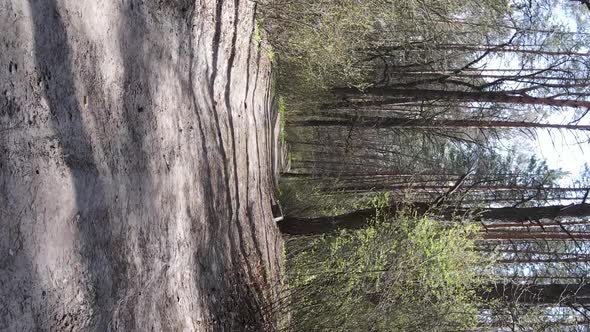 Vertical Video of a Road in the Forest Slow Motion