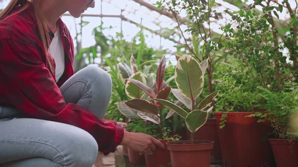 Young Girl Greenhouse Worker Carefully Checks Plants and Flowers for Parasites