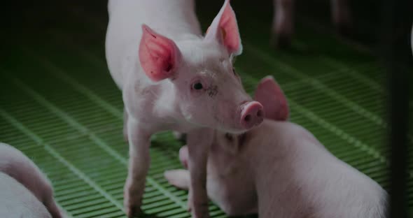 Pigs at Livestock Farm Pork Production Piglet Breeding