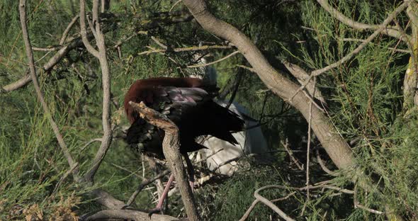 Glossy ibis, Plegadis falcinellus, Camargue, France