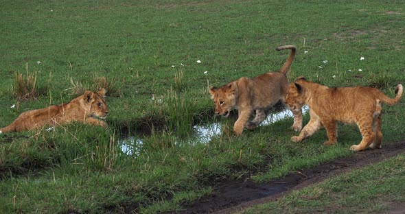 African Lion, panthera leo, Mother and Cubs, Masai Mara Park in Kenya, Real Time 4K