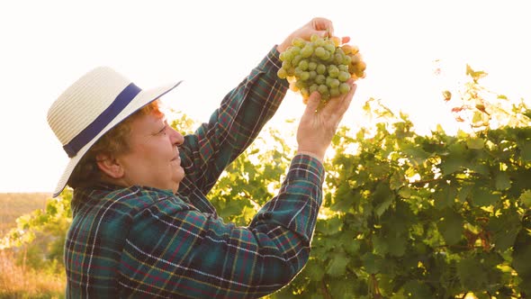 Elderly Woman with Hat Inspects a White Grape