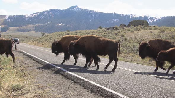 Bison herd slowly crossing the road in Yellowstone