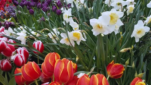 View of the Multicolored Colorful Tulips and Daffodils That Grow in the Flowerbed