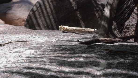 Seychelles. Praslin Island. Lizards Runs on the Ground of the Island Located in the Indian Ocean