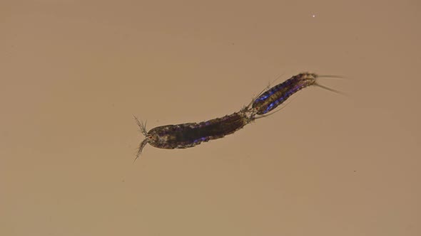 Mating Copepoda Under the Microscope