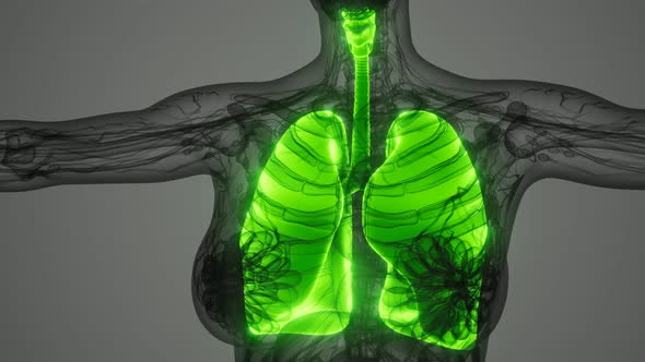 Science Anatomy Scan of Human Lungs alt