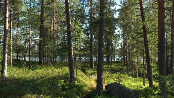 Evergreen forest in the sunny day