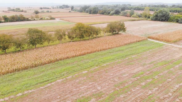 Beautiful agricultural video during a beautiful sunny day. Yellow corn fields on a sunny day with bl