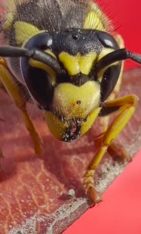 Yellow Jacket Wasp In Macro View