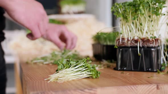 The Female Gardener Is Sorting the Seedlings of Some Vegetable on the Table