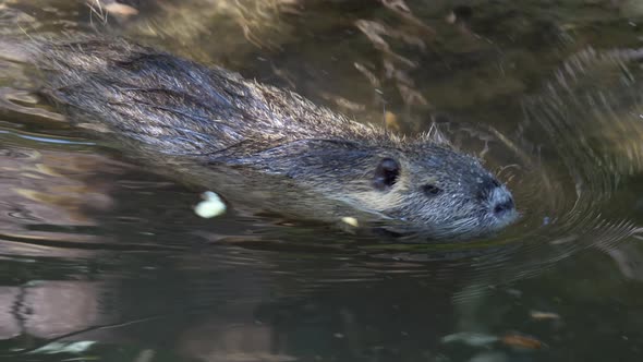 Tracking shot of swimming Beaver in stream, diving down underwater,slow motion