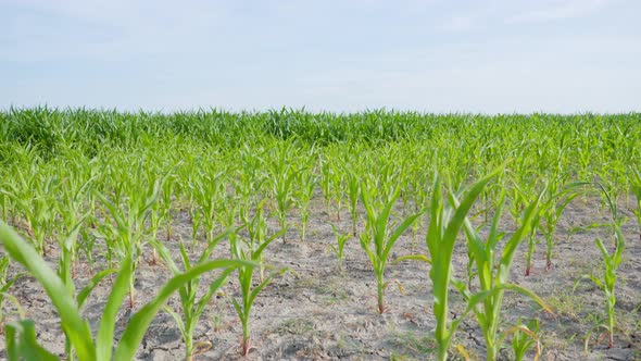 Corn Growing on the Countryside Land