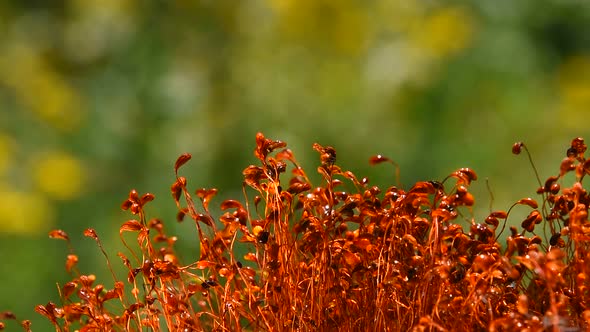 Moss dance movement after rain drops