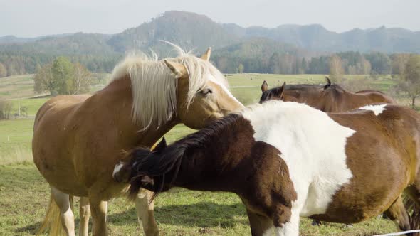 Horses Ion Nature, Two of Them Stand Closely To Each Other and Lightly Clean One Another