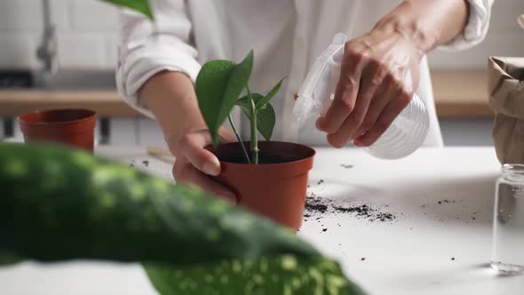 Woman In White Shirt Sprinkles Water From Spray Bottle On Leaves Of Green Plant She Has Planted Pot