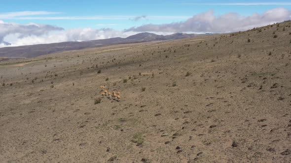 Aerial view of a group of lamas or vicunas that is running over the large plains