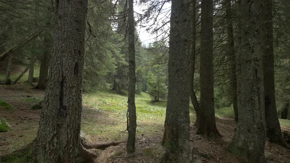 Forest Glade in A Spruce Forest