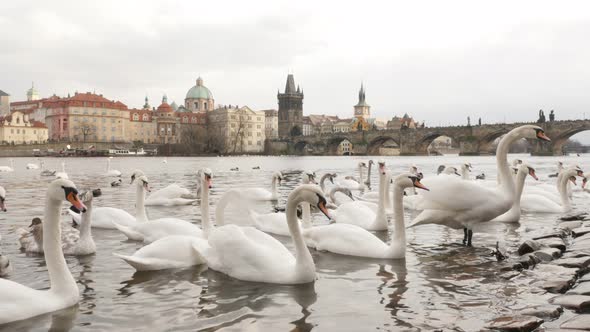 White Cygnus in Czech Republic city of Prague daily scene 3840X2160 UHD footage - Bevy of  swans and