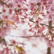 Sakura Flowers - VideoHive Item for Sale
