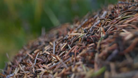 Anthill side with ants rack focus