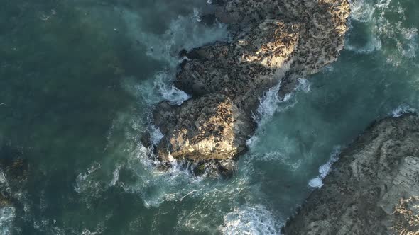 Sea Lions On The Rock, In The Nature Sanctuary, Coast Of Cobquecura, Chile - aerial top down