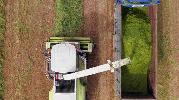 Wheat silage picking process post harvest, Aerial view.