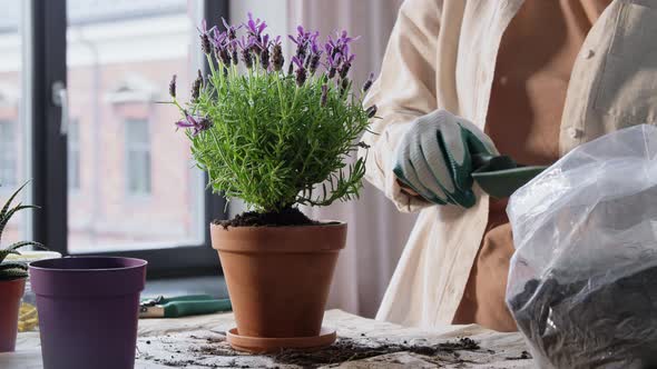 Woman Planting Pot Flowers at Home