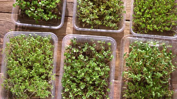 Growing Microgreen in Plastic Trays