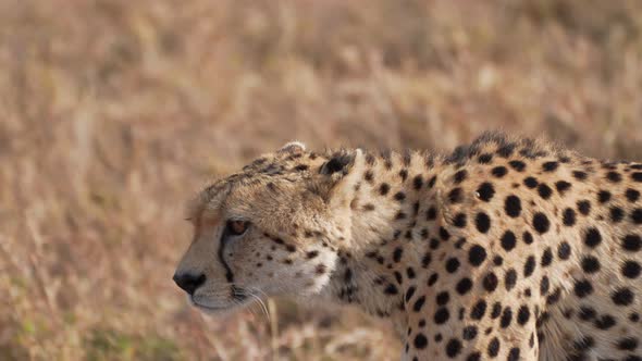 Cinematic and epic close up shot of wild cheetah. Isolated walking forward in the middle of savanna.