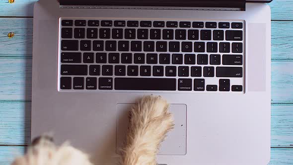 Top view dog dirty paws using touch pad on laptop and texting rapidly on keyboard new message 